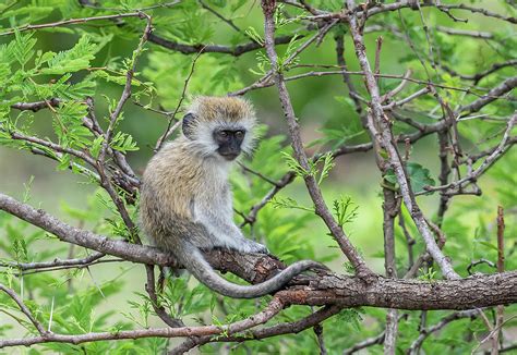 Vervet Monkey Photograph by Scott Roberts - Pixels