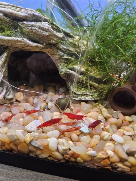 Shrimp breeding with her babies?? : r/shrimptank