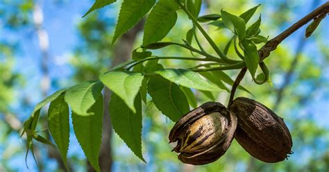 Ask Clay: Test your mettle with this question about pecan trees