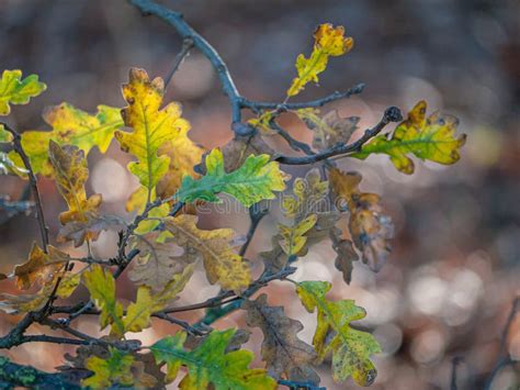 Detail Shot of Valley Oak Quercus Lobata Leaves in Autumn Stock Image - Image of valley, foliage ...