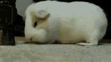 Guinea Pig Yawn GIF - Guinea Pig Yawn Tired - Discover & Share GIFs