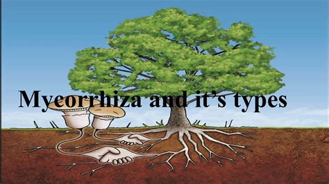 Mycorrhiza and it's types.Ecto-Mycorrhiza | PPT