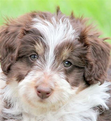 17 Border Collie Mixes: Charming & Charismatic Collie Combos!