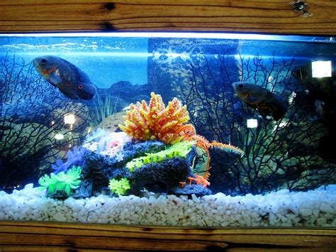 Start an Indoor Fish Farming Business from Home | WorldWide Aquaculture