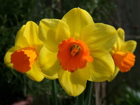 What Is A Miniature Narcissus – How To Grow Dwarf Daffodil Flowers