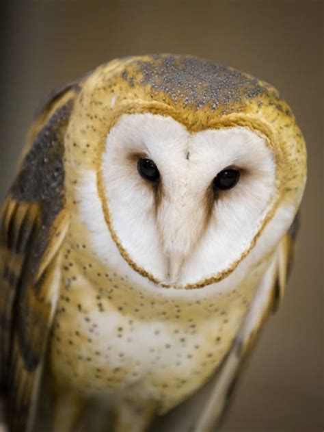 Ohio Barn Owls doing better, still threatened