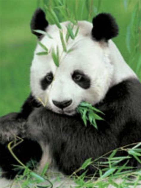 Pinterest | Discovery card, Panda, Panda bear