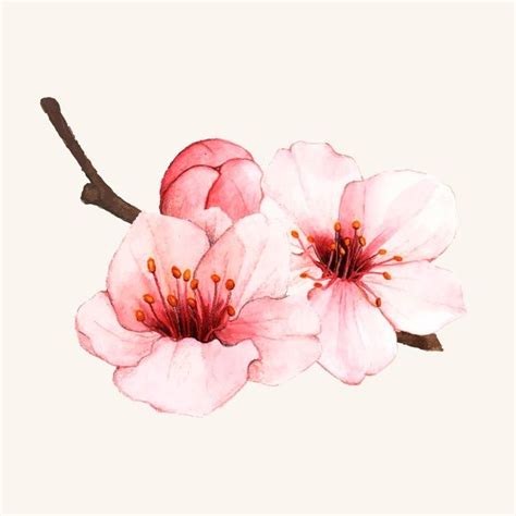 Free Vector | Hand drawn cherry blossom flower isolated | Cherry ...