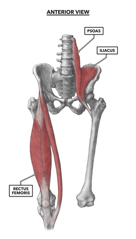 CrossFit | Hip Musculature, Part 1: Anterior Muscles