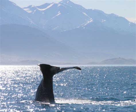 Whale watch kaikoura - Whale watching boat tours in Kaikoura