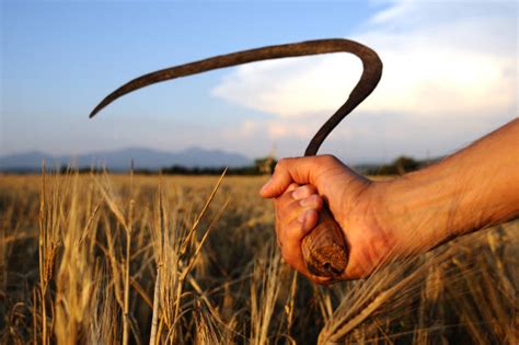 1,900+ Wheat Sickle Stock Photos, Pictures & Royalty-Free Images - iStock