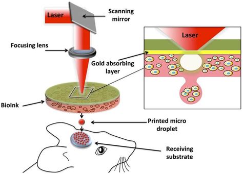 3D Bioprinting: Process, Types, and Applications - My Biology Dictionary