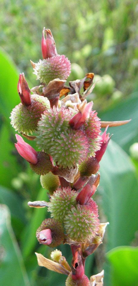 Canna Lily Seed Pods | Canna lily, Lily seeds, Seed pods