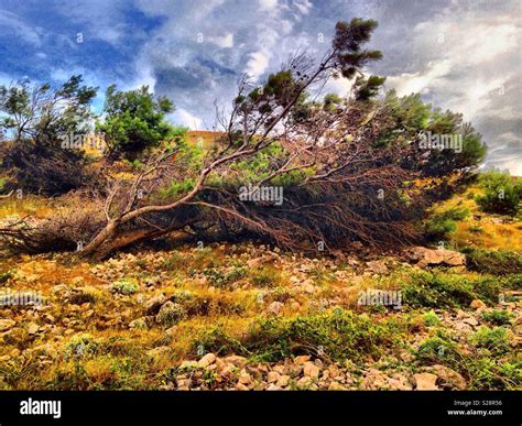 Strong wind & tree Stock Photo - Alamy