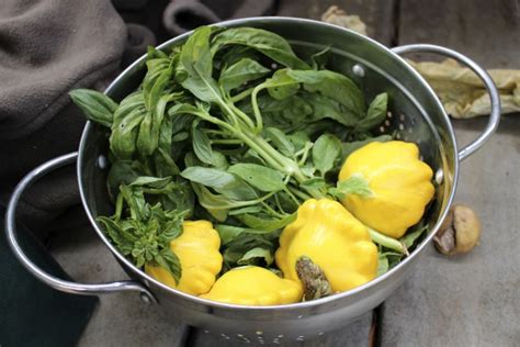 Basil And Squash Free Stock Photo - Public Domain Pictures