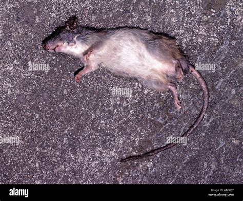 Dead rat hi-res stock photography and images - Alamy