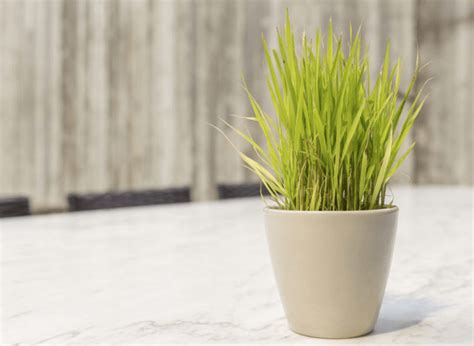 How to Grow Lemongrass Indoors in Containers: Easy Guide