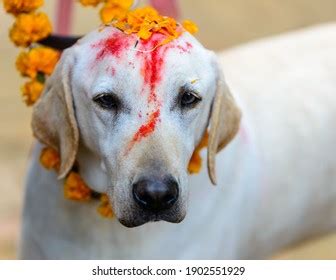 Celebrating Kukur Tihar Festival Kathmandu Nepal Stock Photo (Edit Now ...