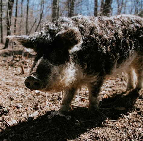 The History of Mangalitsa Pigs | Hackmatack Farm