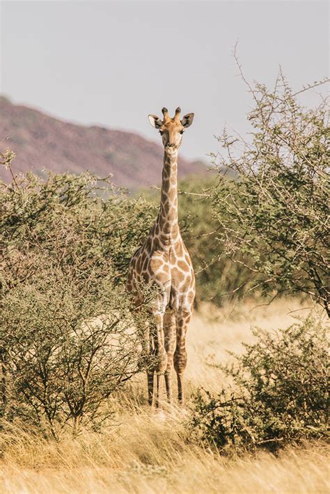 Namibia wildlife Photography Tour extension, 1-5 April 2022 | Daniel Kordan