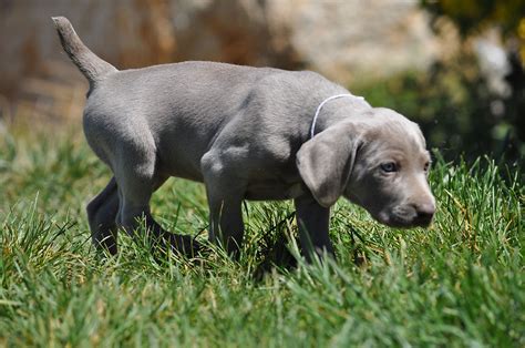 Weimaraner puppies