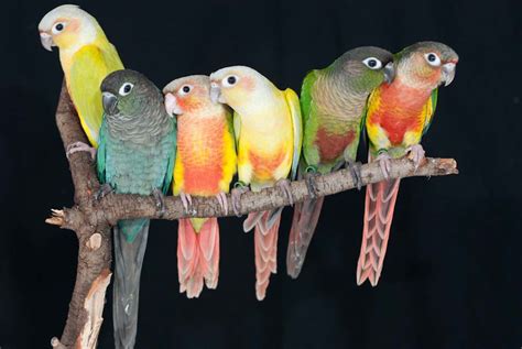 Green-cheeked Conures – Avian Resources