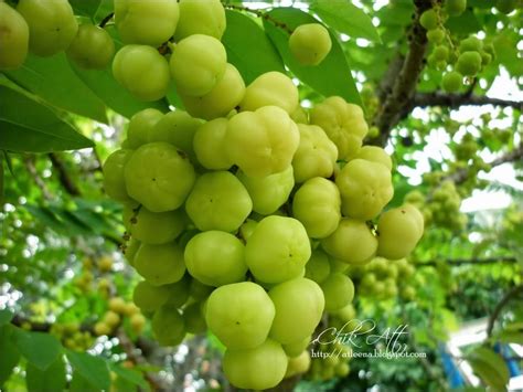 Benefits of Eating Cermai Fruit | Health Pregnantcy