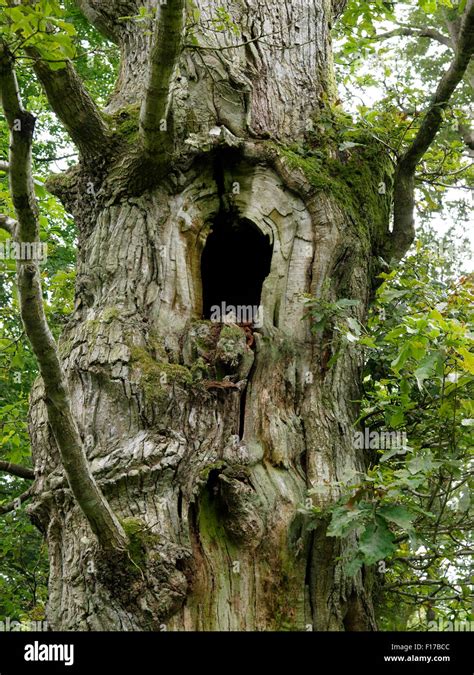 Large hole in an old tree, Savernake Forest, Wiltshire, UK Stock Photo - Alamy