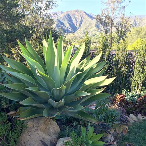 Large agave in my succulent garden. | Xeriscape, Outdoor gardens, Succulents