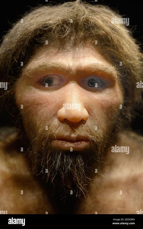 Reconstruction de Homo heidelbergensis, alias H. sapiens heidelbergensis, espèce humaine ...