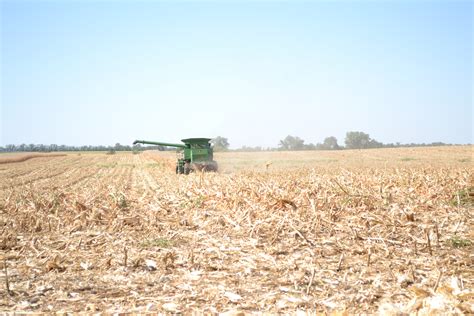 Corn Harvest | A Delightful Glow