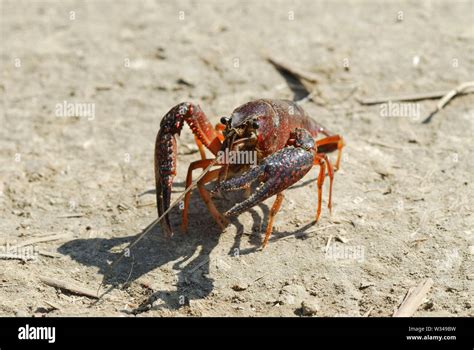 European crayfish (Astacus astacus Stock Photo - Alamy