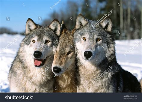 Timber Wolf Pack Portrait Stock Photo 30942502 - Shutterstock