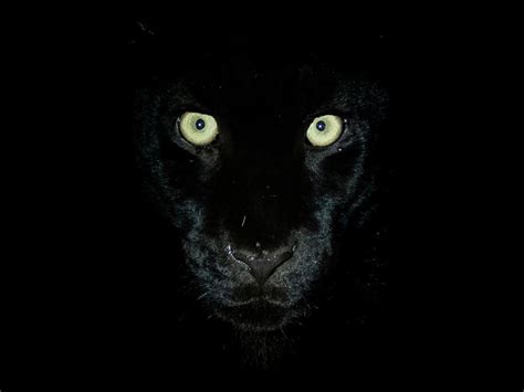 Extraordinary Rare Photos Show Stunning Black Panther in African Wilderness