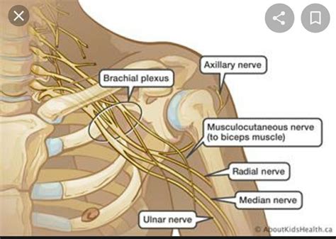 Axillary Nerve