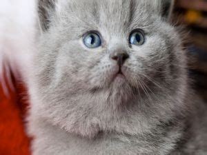 Hermoso gato gris con ojos azules (54244) | Gatos grises, Gatos, Ojos azules