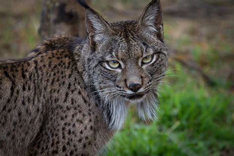 Two decades ago, fewer than 100 Iberian lynx remained, but thanks to ...