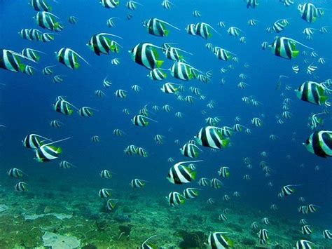 27 Incredible Underwater Pictures of Schooling Fish