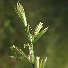 Lolium perenne (perennial rye grass): Go Botany