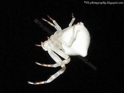 White Crab Spider | Nature, Cultural, and Travel Photography Blog