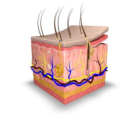 Layer by Layer: Understanding Your Skin’s Structure - Ask The Scientists