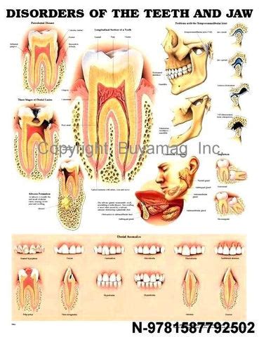 Inc. Produce :: Dental Posters :: Education Dental :: Charts 800-686-5232 – Buyamag INC