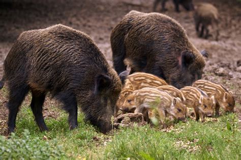 Feral Pigs Getting More Attention in Canada | Grand View Outdoors