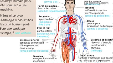 Les bienfaits du ''petit cola'' - YouTube