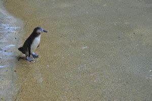 Penguin GIF - Find & Share on GIPHY