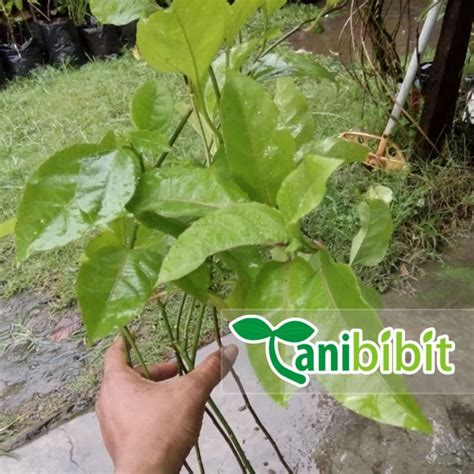 Jual Bibit Pohon Buah Markisa Ungu - Tanaman Edulis Sims | Shopee Indonesia