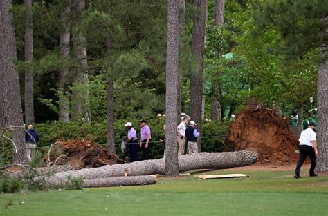 Tree Falling At Masters 2024 - Drusy Giselle