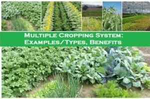 Multiple Cropping Systems: Basic Examples/Types, Benefits - Basic ...