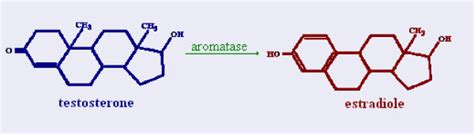 Aromatase. Aromatase is a cytP450 enzyme that allows the conversion of... | Download Scientific ...