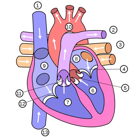 Show me a diagram of the human heart? Here are a bunch! - Interactive Biology, with Leslie Samuel